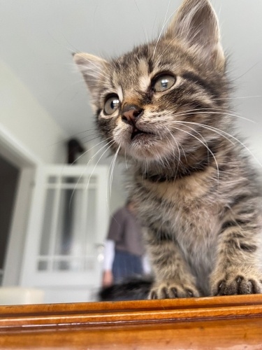 ANKARA ACİL YUVA ARIYOR🩷 fotoğraf