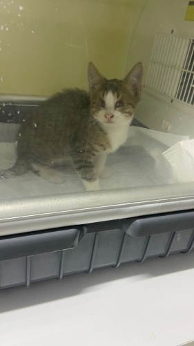 Kör pisicik, kurtarıcısını arıyoruz fotoğraf