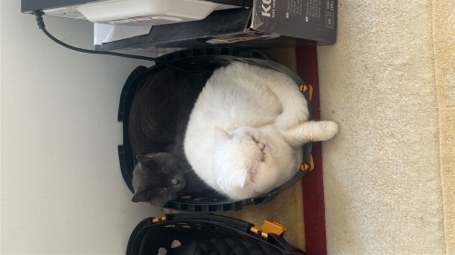 kedimize yuva arıyoruz merhaba fotoğraf