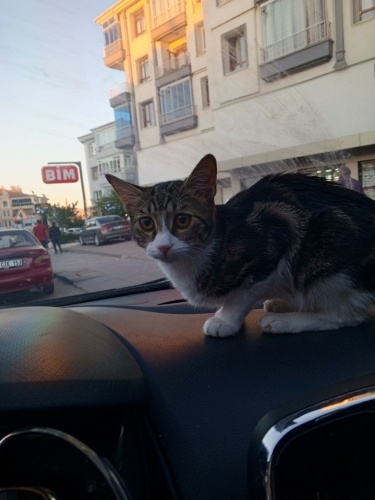 Kum eğitimi var uslu bir kızdır fotoğraf