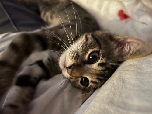 Koca gözlü insan canlısı fotoğraf