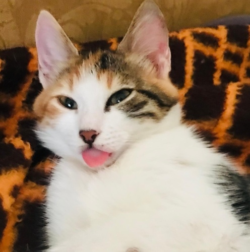 Tam bir şirine olur kendisi fotoğraf