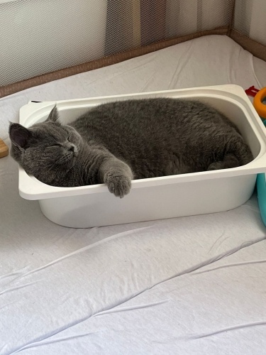 Safkan British Shorthair kedimiz Köfte’yi ücretsiz sahiplendiriyoruz fotoğraf