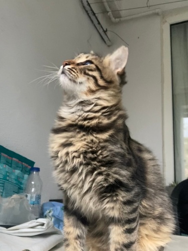 Main Coon Kırması Yavru Kedi fotoğraf