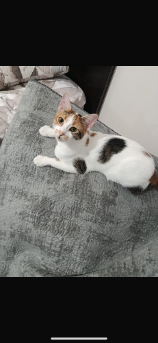 Bu kedimizi acil yuva arıyoruz fotoğraf