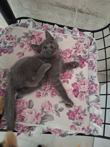 7 kardeş resimlere bakınız lütfen fotoğraf