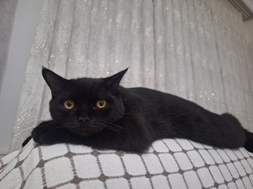 British kedi kalici yuva arıyor fotoğraf