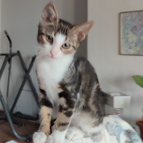 İki aylık erkek kedi fotoğraf