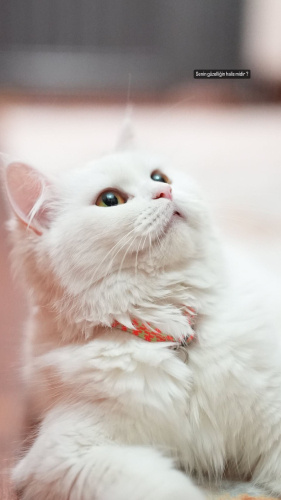 Pera 4.5 yaşında dişi (kısır) fotoğraf