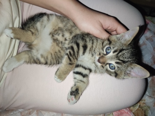 Maviş ömürlük yuvasını ariyor fotoğraf