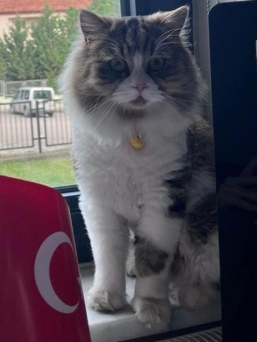 Sokakta acı içinde bulundu fotoğraf