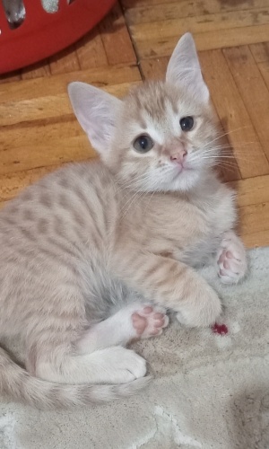 Acil yuva aranıyor fotoğraf