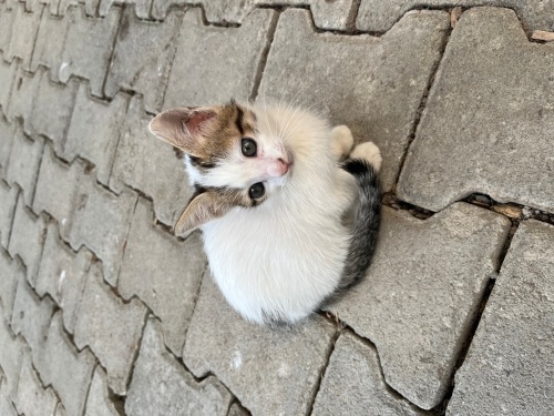 Mavişe yuva arıyoruz fotoğraf