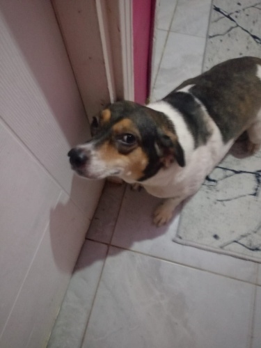 Sushi (Jack Russell kırması çocuğa yeni yuva) fotoğraf