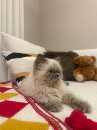 1 yaşında Yuva arıyoruz fotoğraf