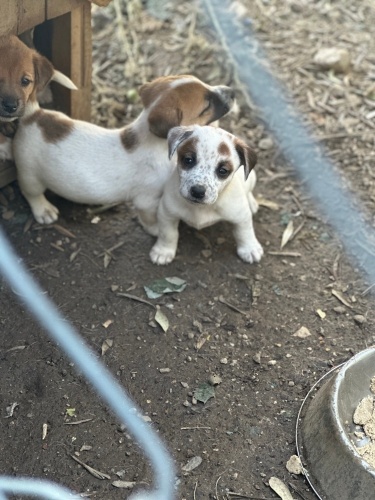 Ücretsiz 4 dişi fotoğraf