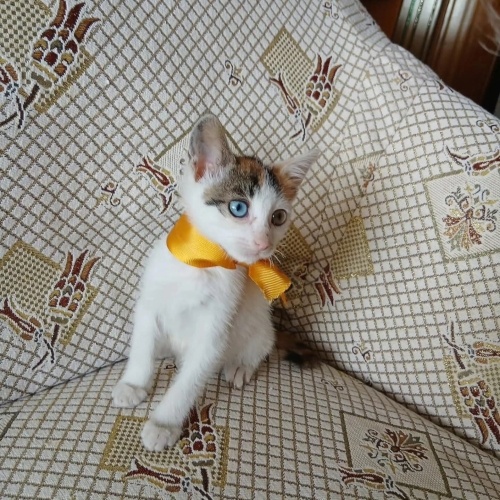 Minik Patiler yuva arıyor (2 dişi ,1 erkek) fotoğraf