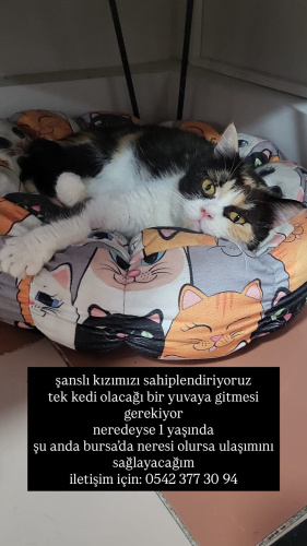 Şanslı kızımı kısırlaştırma şartıyla ücretsiz sahiplendirmek istiyorum fotoğraf