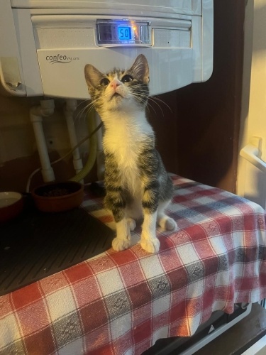 Yuva Arayan Minik fotoğraf