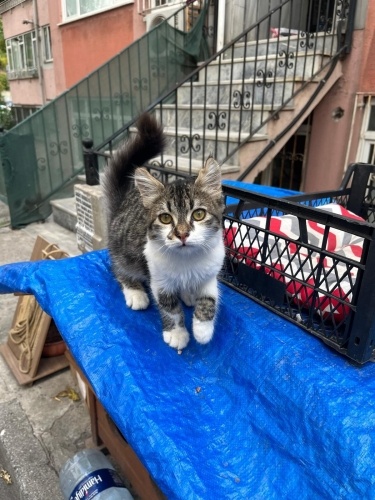 Yuva Arayan pofuruk fotoğraf