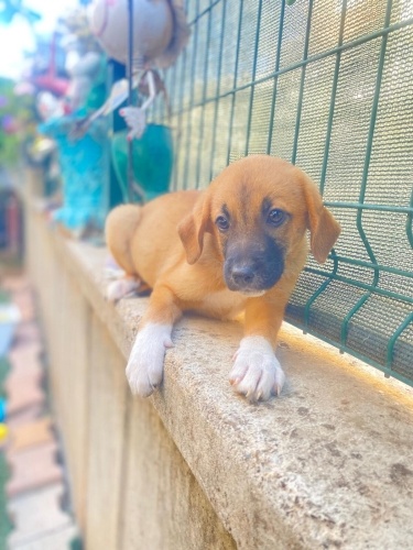 2 kardeş barınağa girerken kurtarıldı 2 aylık fotoğraf