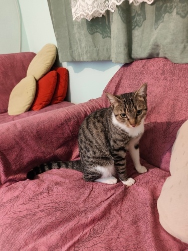 Otobana atılan kedi fotoğraf