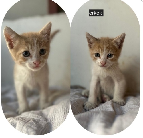 Acil yuva aranıyor fotoğraf