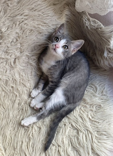 Acil yuva aranıyor fotoğraf