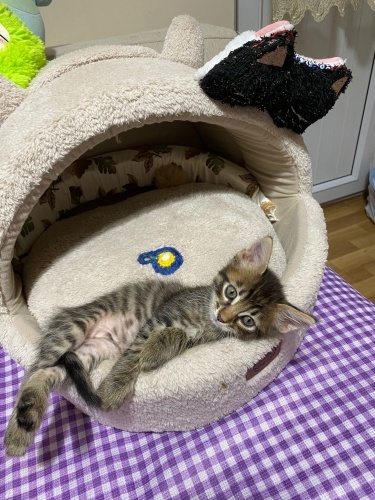 Pendik kardeşlere acil yuva fotoğraf