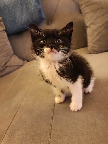 Sağlıklı bir dişi tekir çok tatlı acill yuva fotoğraf