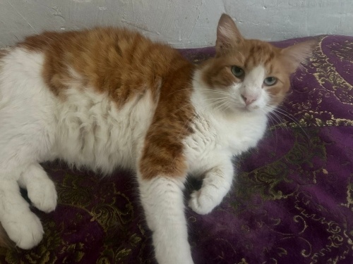 Sevimli Ev kedileri yuva arıyor... fotoğraf