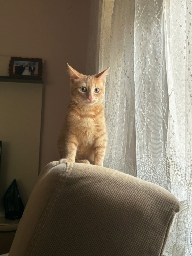 Annesine araba çarptı fotoğraf