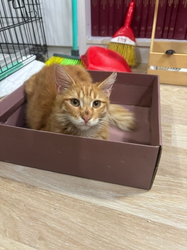 ÇOK UYSAL BİR SARMAN fotoğraf