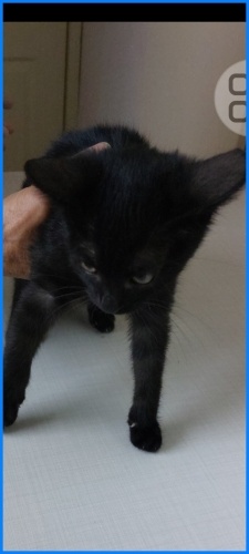 Minik  yavrular yuva arıyoruz fotoğraf