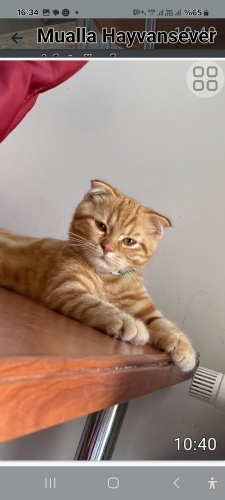 Paşa yavru kedi acil yuva arıyoruz fotoğraf