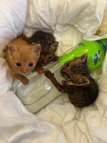 Bebekler ömürlük yuvasını arıyor fotoğraf