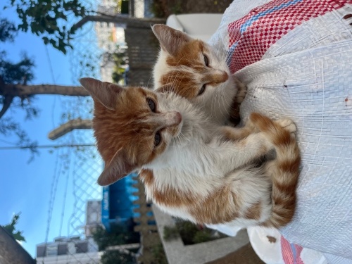 İki kardeş kaldı. Acil yuva lazım. fotoğraf