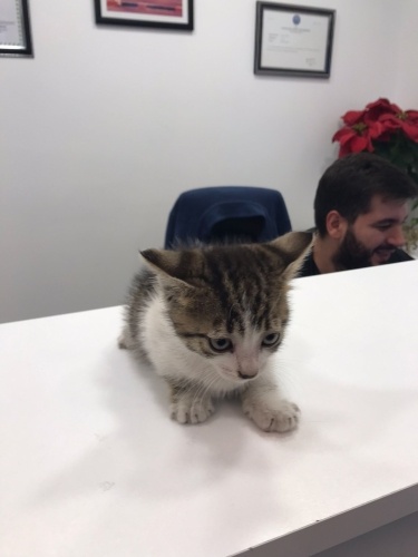 Miniş bebek ömürlük yuvasını arıyor fotoğraf