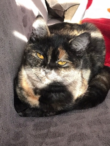 British Kontes ömürlük yuvasını arıyor İstanbul içine getirebiliriz fotoğraf