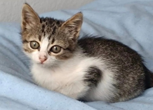 Miniklere yuva aranıyor fotoğraf