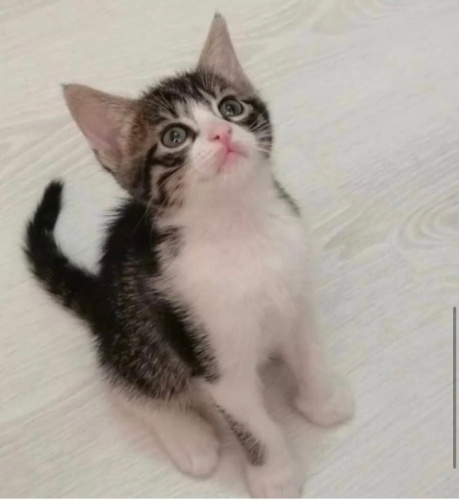 Ponçik yuva arıyor fotoğraf