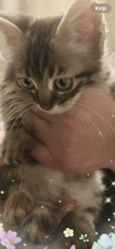 Oğluşumuz Yuva Arıyor fotoğraf