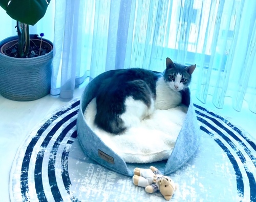 Norveç orman kedisi yuva arıyor fotoğraf