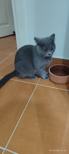 1 yaş ve 6 aylık diğeri acil yuva fotoğraf