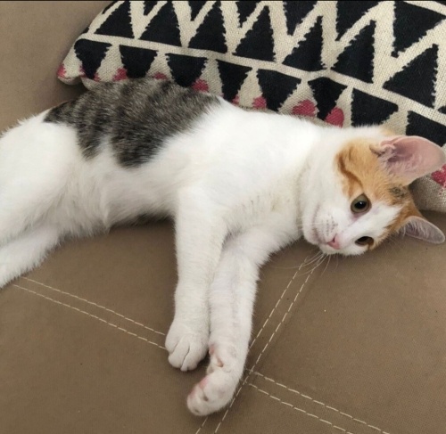 Acil yuva aranıyor fotoğraf