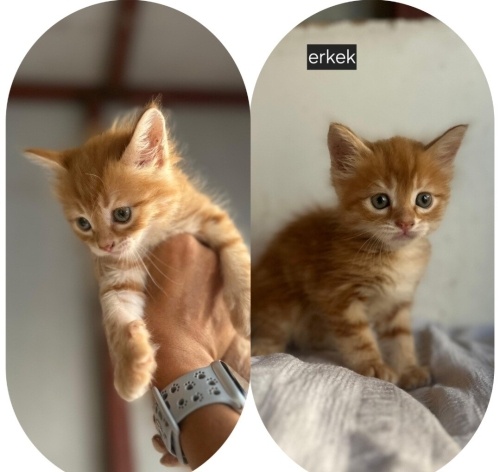 Acil yuva aranıyor fotoğraf