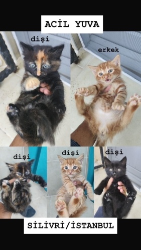 BEŞ ADET YAVRU KEDİ SARMAN, TORTOISE SHELL VE SİYAH KEDO. ÇOK ACİL YUVA! fotoğraf