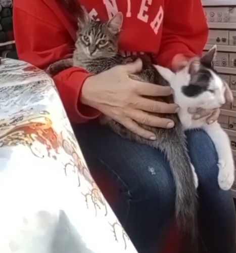 İki yavru Sevgi dolu fotoğraf