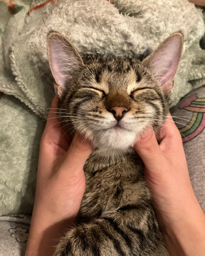 ÇİĞDEM ÖMÜRLÜK YUVASINI ARIYOR! fotoğraf