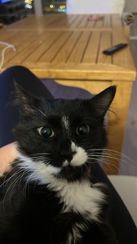 Puding'e ÇOK ACİL Kalıcı Yuva Arıyoruz fotoğraf